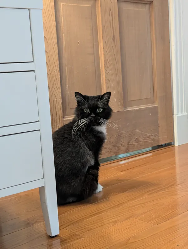 Curry — CAT