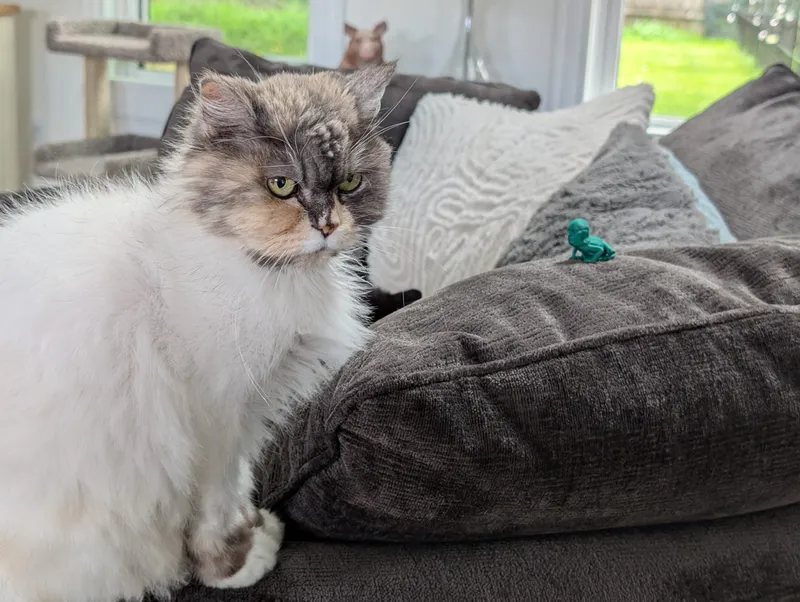 Kizzy — CAT