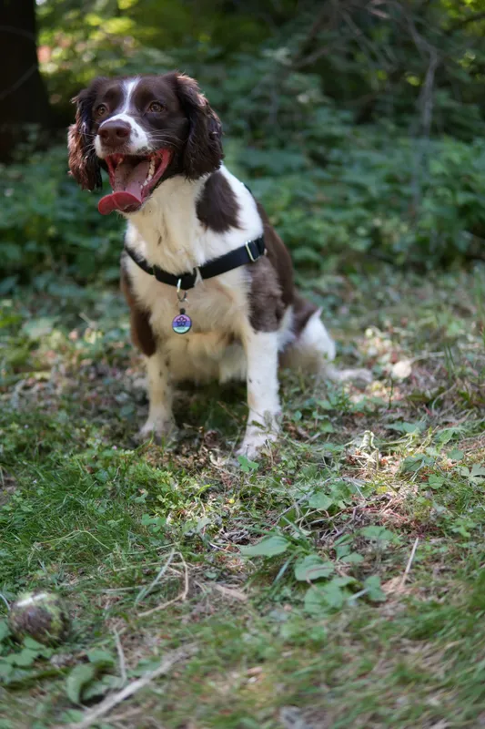 Phoebe — ENGLISH SPRINGER SPANIEL